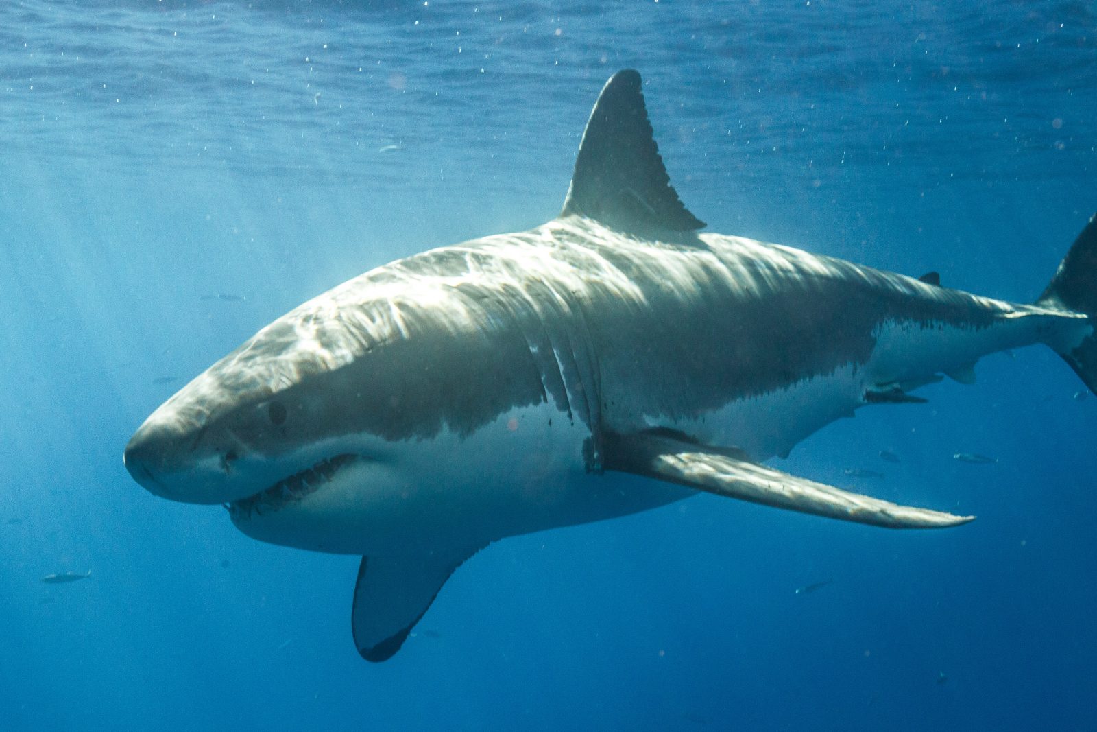 Why Shark Cage Diving Needs To Be On Your Bucket List - Loving Life ...