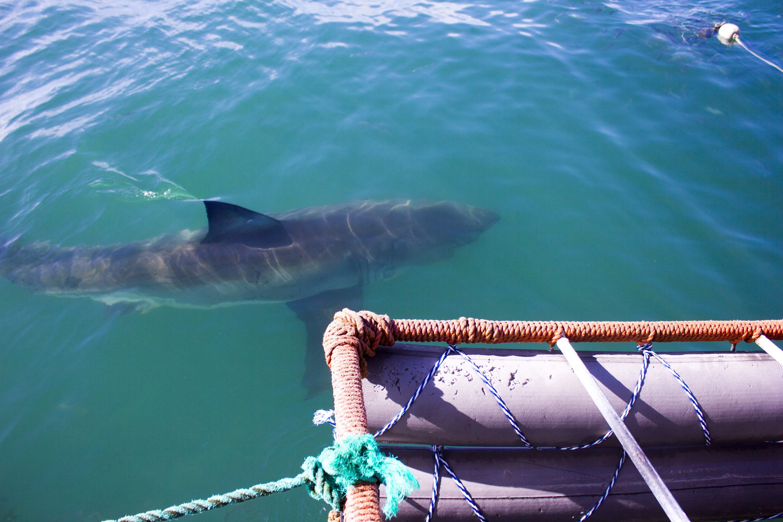 Why Shark Cage Diving Needs To Be On Your Bucket List